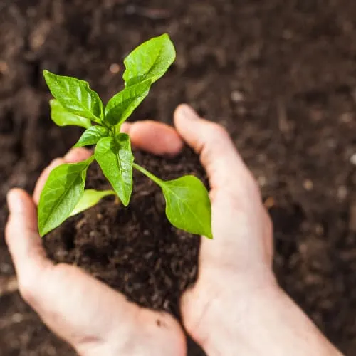 alimentação consciente recuperar a ligação aos alimentos